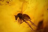 Fossil Flies (Diptera) and Several Mites (Acari) in Baltic Amber #142212-1